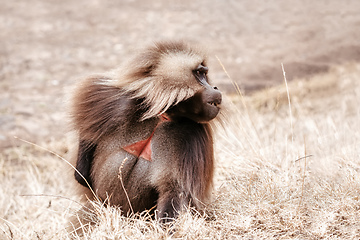 Image showing endemic Gelada in Simien mountain, Ethiopia