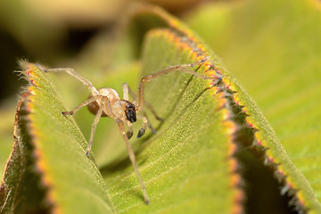 Image showing Spider in Simien, Ethiopia, Africa wildlife