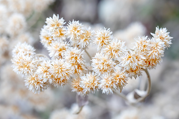 Image showing white flowering tree in Simien Mountains, Ethiopia