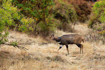 Image showing Menelik\'s Bushbuck Ethiopia. Africa Wildlife