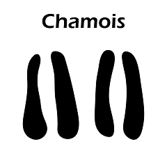 Image showing Chamois Footprint