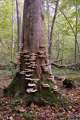 Image showing Autumnal fungus grows over stump