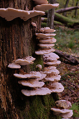 Image showing Autumnal fungus grows over stump