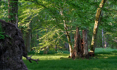 Image showing Light entering rich deciduous forest