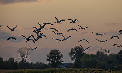 Image showing Common Crane (Grus grus) in flight