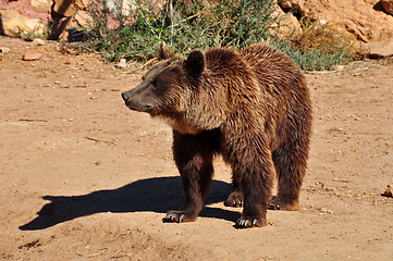 Image showing brown bear wild animal