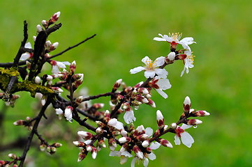 Image showing almond buds and flowers after the rain