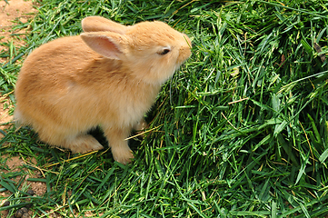 Image showing bunny rabbit feeding on grass