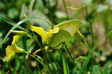 Image showing butterfly on blooming flower