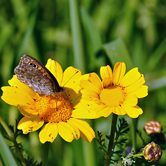 Image showing butterfly on yellow flower