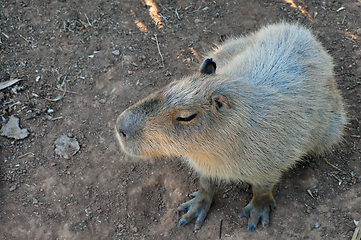 Image showing capybara rodent