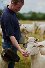 Image showing Agriculture, sheep and feed with man on farm field for help, sustainability and animal care. Labor, ecology and summer with male farmer in countryside meadow for livestock, lamb and pasture