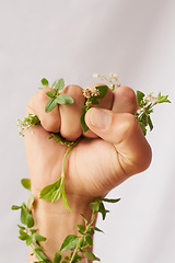 Image showing Woman hand, green growth and fist for eco warrior, fight and revolution for sustainability protest. White background, studio and person with leaf and flower plant in hands for environment activist