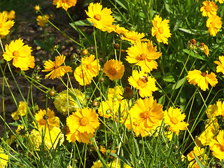 Image showing Blooming coreopsis flowers