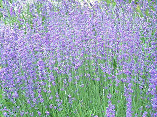 Image showing Lavender