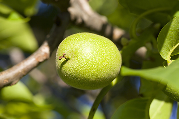 Image showing immature crop of walnuts
