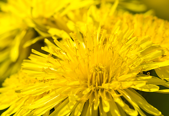 Image showing yellow beautiful dandelions