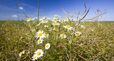 Image showing beautiful white daisies