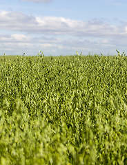 Image showing field with oats