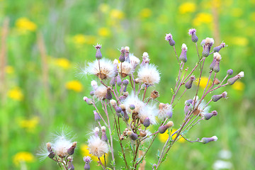 Image showing Cirsium arvense