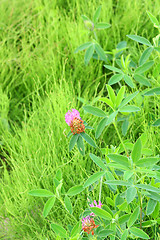 Image showing Clover