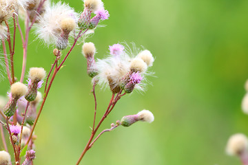 Image showing Cirsium