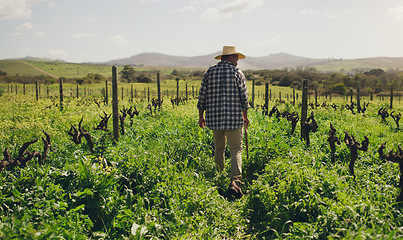 Image showing Nature, back of black man farmer and on a farm working with a hat. Agriculture or countryside environment, sustainability and rear view of male person checking plants or vegetables for inspection