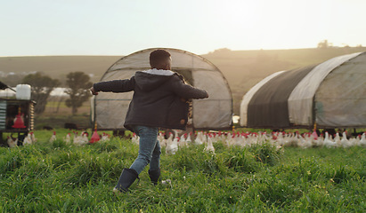 Image showing Chicken, farming and playful child on field, energy and sustainable business in agriculture with birds. Nature, playing and kid running on grass with chickens, fun on family farm with sustainability.