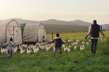 Image showing Chicken, dad with children on field, farming and sustainable business in agriculture with livestock. Nature, bird farmer and kids walking on grass, bonding on family farm with sustainability and love