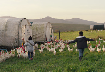 Image showing Chicken, playing with children on field, farming and sustainable business in agriculture with livestock. Nature, birds and kids running on grass, morning on family farm with sustainability and fun.