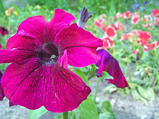 Image showing Purple petunia