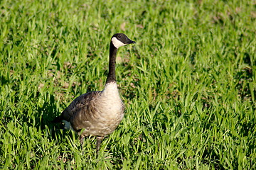 Image showing Wild Goose