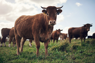 Image showing Cows, agriculture and farm landscape with grass, field of green and calm countryside nature. Cattle, sustainable farming and animals for beef industry, meat or cow on pasture, meadow or environment