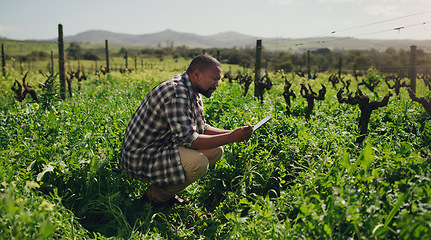 Image showing Farm, tablet and a black man on a field for sustainability, agriculture or crop research during spring. Technology, innovation and a male farmer standing in the countryside for the harvest season