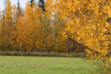 Image showing Fall colors