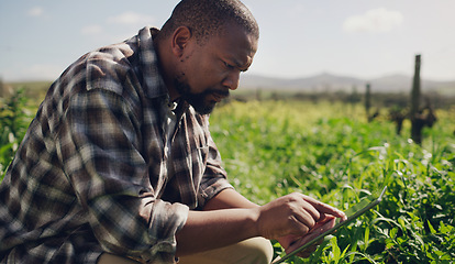 Image showing Farm, tablet and a black man on a field for research in agriculture, sustainability or a crop during spring. Internet, technology and a male farmer working in the countryside for the harvest season