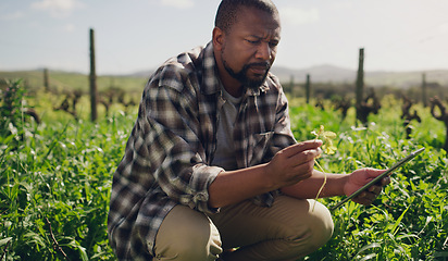 Image showing Farm, tablet and a black man on a field for agriculture, sustainability or innovation during spring. Internet, crop research and a male farmer at work in the countryside for the harvest season