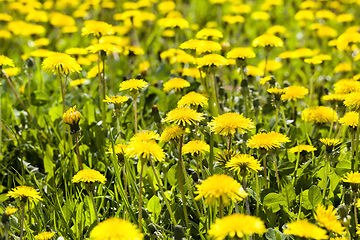 Image showing yellow beautiful dandelions