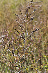 Image showing ripening canola pods