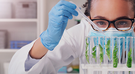 Image showing Science, sample and plant with woman in laboratory for medical, pharmacy and research. Biotechnology, growth and healthcare study with scientist and test tube for sustainability, vaccine and medicine