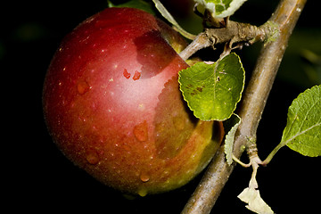 Image showing Apple on branch