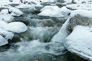 Image showing Covered With Snow And Ice But Still Alive