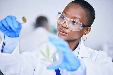 Image showing Black woman, lab and medical marijuana bud with dish, leaf and check growth, science and research. African female scientist, weed and inspection for pharmaceutical innovation, development or CBD oil