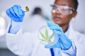 Image showing Black woman, laboratory and medical marijuana for research, leaf and check growth, science and petri dish. African female scientist, weed and inspection for pharma innovation, development or CBD oil