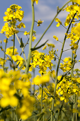 Image showing yellow rapeseed flowers