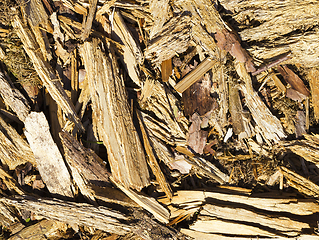 Image showing harvesting pine logs