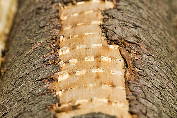 Image showing tree trunks