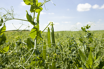 Image showing field with green peas