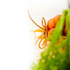 Image showing baby carrots bunch tied with rope