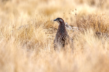 Image showing Bird Erckels Francolin Ethiopia wildlife